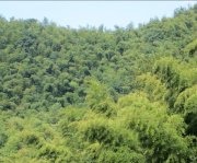 竹子的特點有哪些？